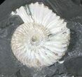 Iridescent Deschaesites Ammonite Pair - Volga River, Russia #50765-2